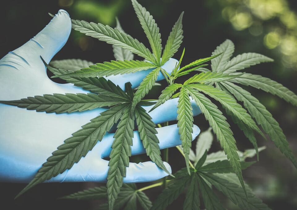 Cannabis e Inteligência Artificial: qual a relação? pessoa usando inteligencia artificial e cannabis