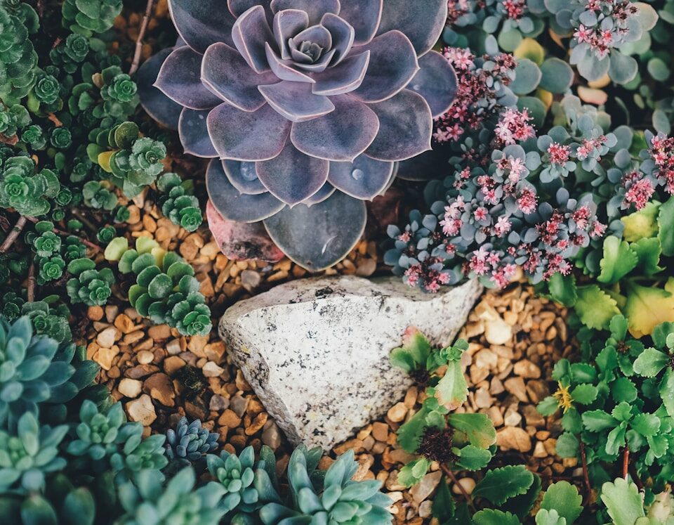 Cuidar de Plantas: Gadgets e Aplicativos que te Ajudam Cuidar de plantas