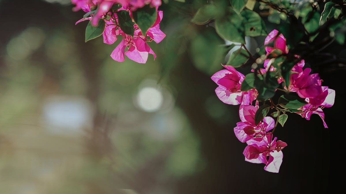 Close-up of bright pink bougainvillea flowers with green leaves in a sunlit garden.