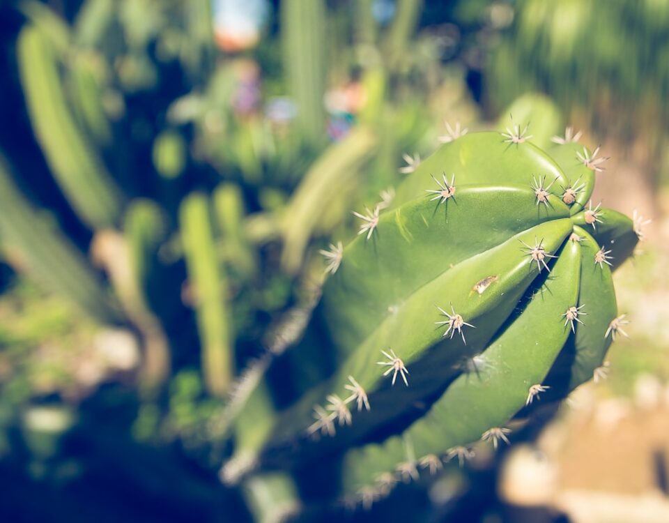 Como apps ajudam a cuidar de cactos e buganvílias selective focus photography of green cactus