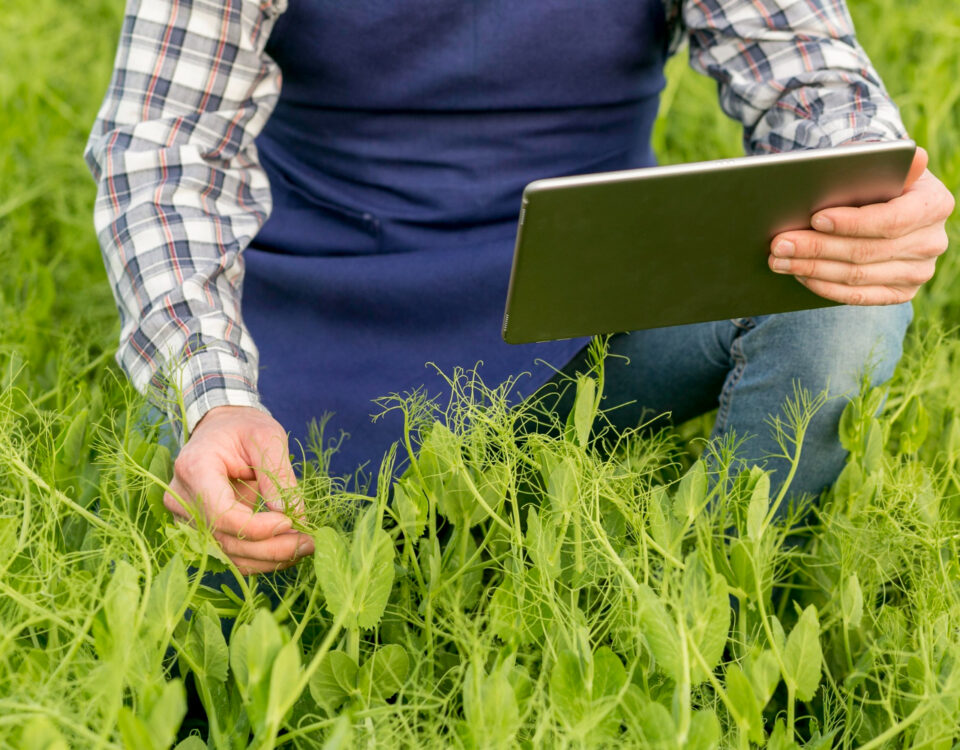Tecnologia que otimiza o cultivo de gramados perfeitos Tecnologia que otimiza o cultivo de gramados perfeitos