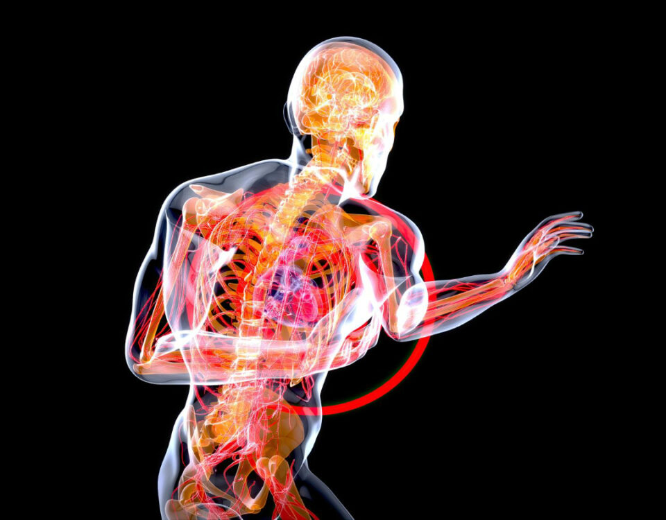 Como apps 3D ajudam no estudo da anatomia? Como apps 3D ajudam no estudo da anatomia?