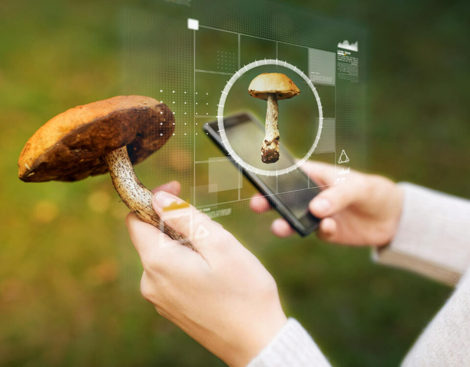 Como IA está ajudando na pesquisa com cogumelos psicoativos Como IA está ajudando na pesquisa com cogumelos psicoativos