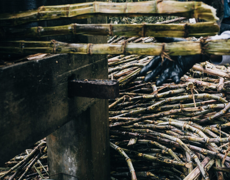 Biochar de bagaço de cana como catalisador econômico-ambiental no Brasil Biochar de bagaço de cana como catalisador econômico-ambiental no Brasil